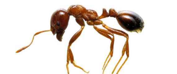 n-FIRE-ANT-large570